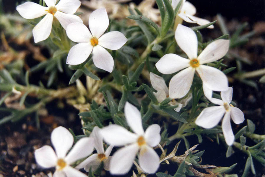 Phlox kelseyi in bloom in a high-altitude dry meadow of Montana